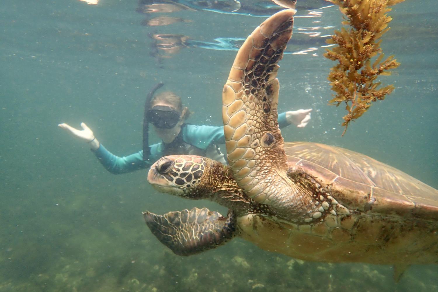 一名<a href='http://ewaj.ngskmc-eis.net'>bv伟德ios下载</a>学生在Galápagos群岛游学途中与一只巨龟游泳.